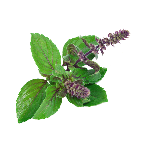 Tulsi