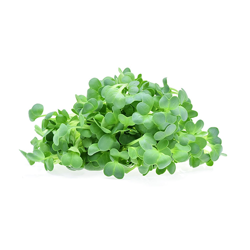 Chlorophyll